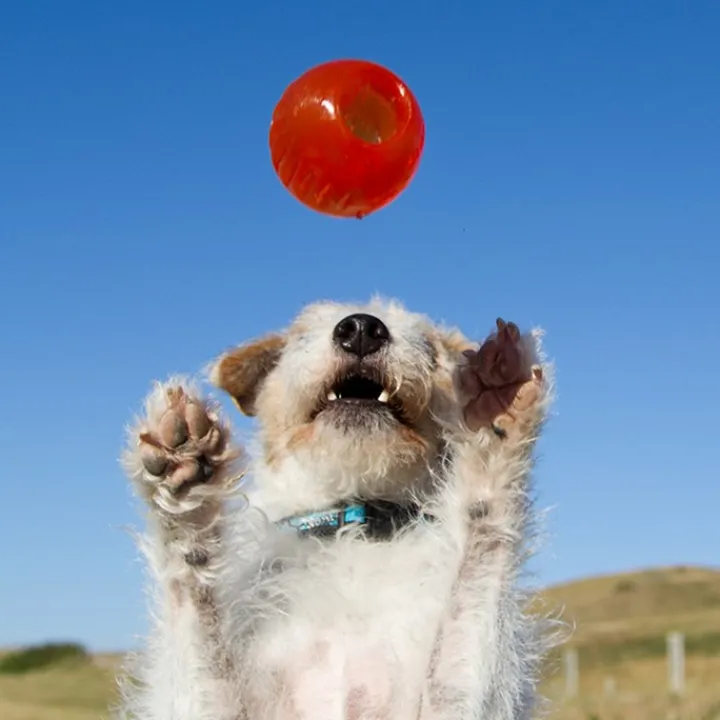 Bionic Ball Large Dog Toy Online