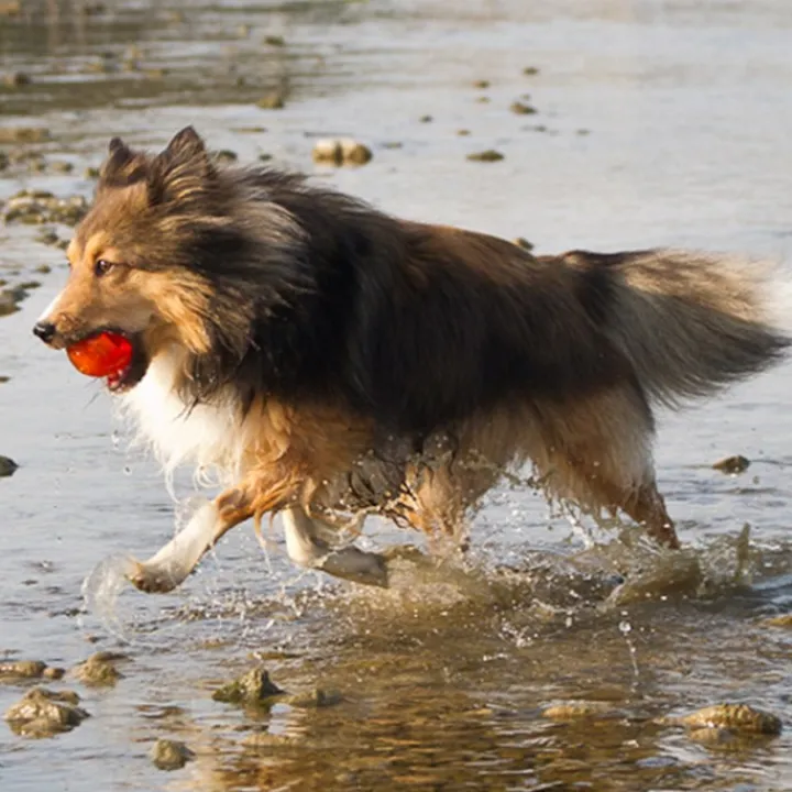 Bionic Ball Large Dog Toy Online