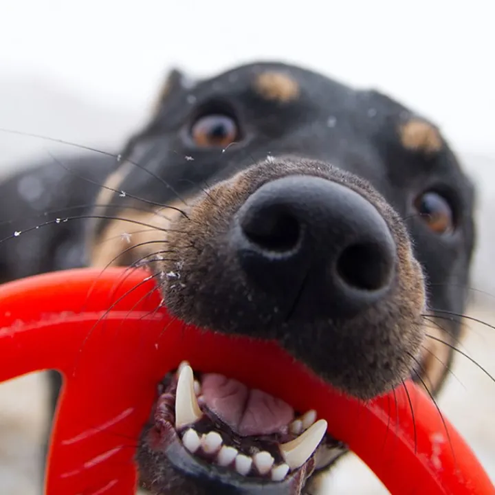 Bionic Toss-N-Tug Ring Dog Toy Discount