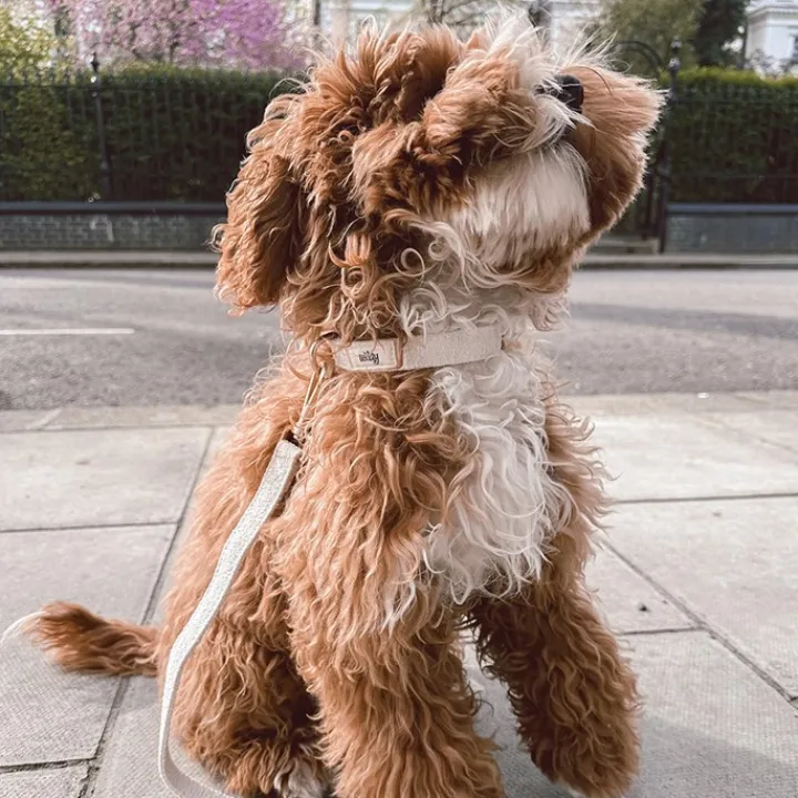 By Teddy Bouclé Adjustable Collar Marshmallow New
