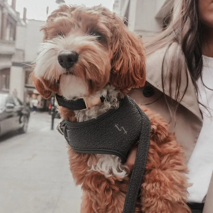 By Teddy Bouclé Adjustable Collar Midnight Clearance