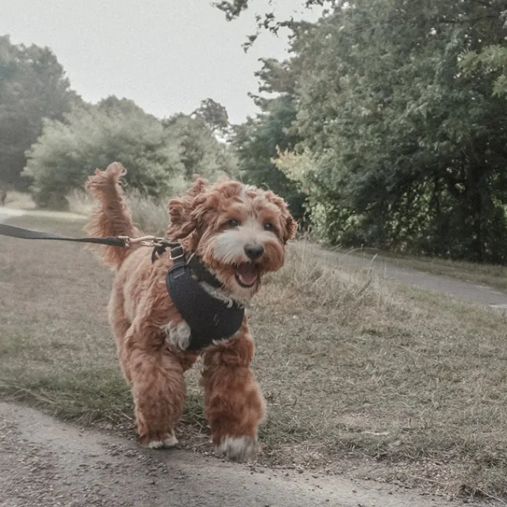By Teddy Bouclé Adjustable Harness Midnight New
