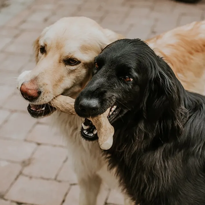 Canophera Coffee Wood Dog Chew Discount