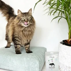 Gizzls Fishy Catnip Cat Treats Online