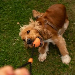 Great & Small 99% Natural Rubber Ball with Rope Dog Toy Outlet