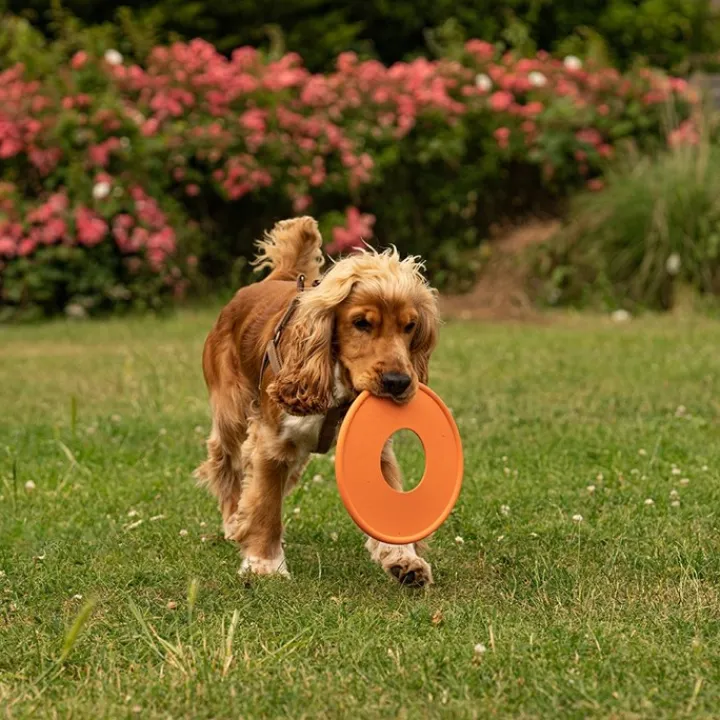 Great & Small 99% Natural Rubber Fling Ring Dog Toy Fashion