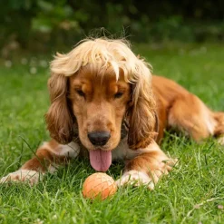 Great & Small 99% Natural Rubber Hollow Ball Dog Toy Discount