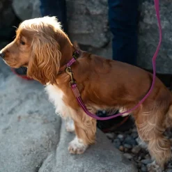 Great & Small Country Dog Lead Orchid Pink Clearance