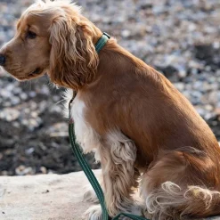 Great & Small Country Dog Collar Forest Green Best