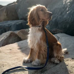 Great & Small Country Dog Lead Indigo Blue Clearance