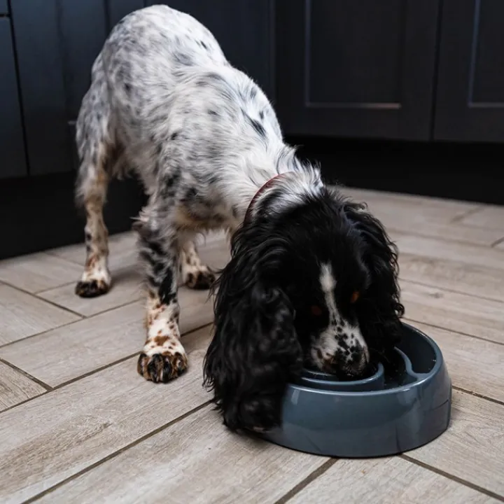 Great & Small Grey Slow Down Swirl Pet Bowl Online