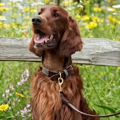 Great & Small Hawkhurst Leather Dog Collar Padded Blue Best