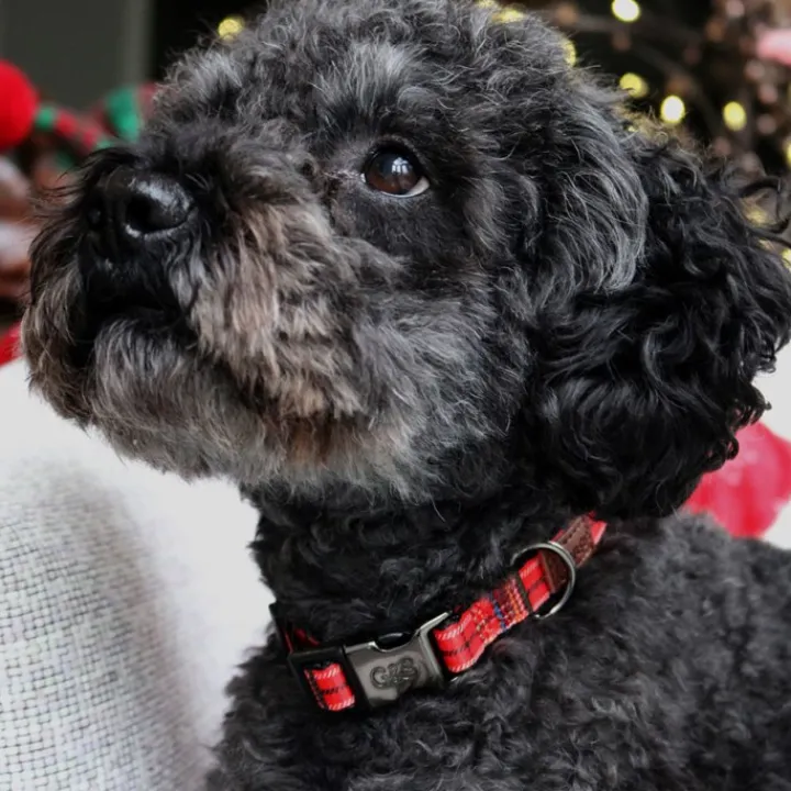 Great & Small Penrose Tartan Dog Collar Red Clearance
