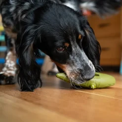 Great & Small Stay Wild Alligator Treat & Bounce Dog Toy Online