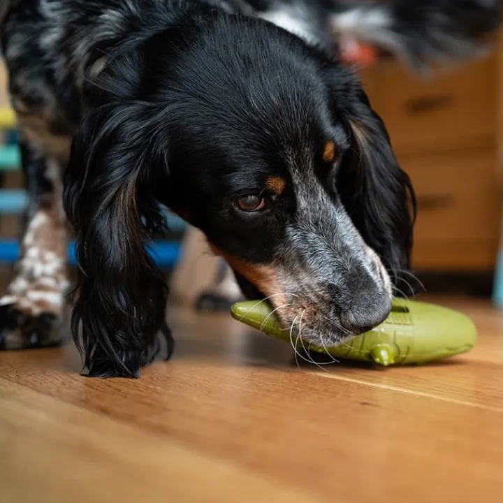 Great & Small Stay Wild Alligator Treat & Bounce Dog Toy Online