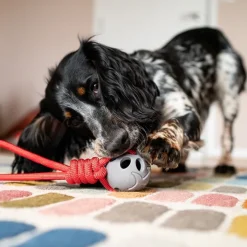 Great & Small Stay Wild Shark & Rope Dog Toy Online
