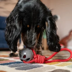 Great & Small Stay Wild Shark & Rope Dog Toy Online