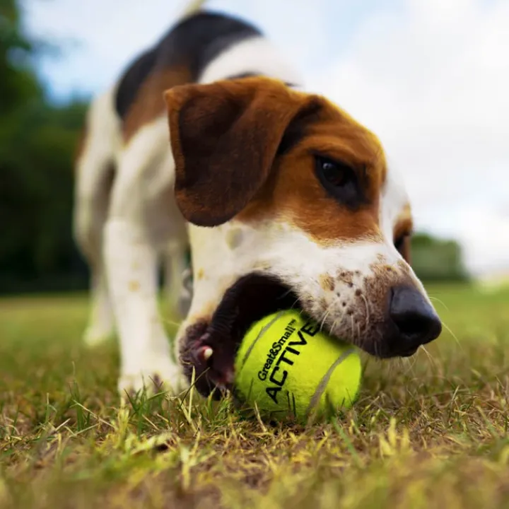Great & Small Tennis Ball Rope Ring Dog Toy Discount