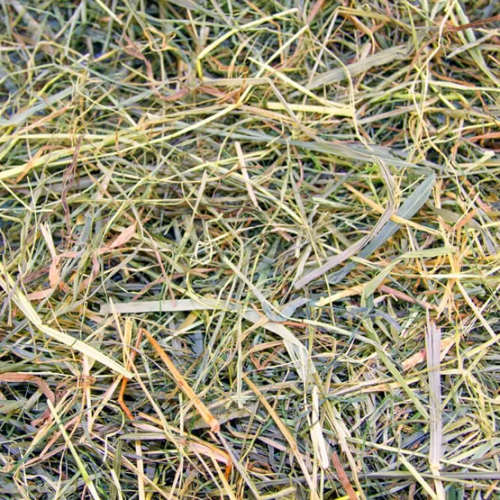 Great & Small Timothy Hay Clearance