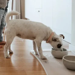 Hunter Lisboa Dog Bowl Cream Best