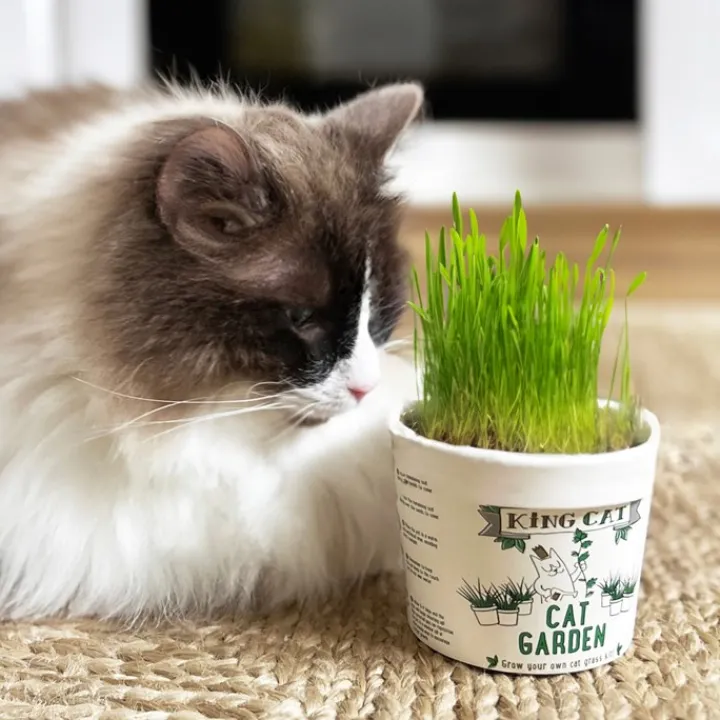 King Catnip Garden Grass Kit Best
