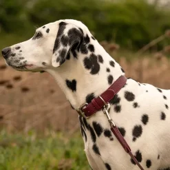 Lily & Leo Leather Flat Dog Collar Oxblood Outlet