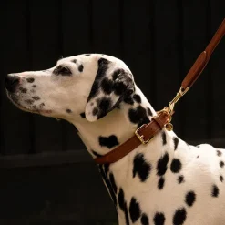 Lily & Leo Leather Rolled Dog Collar Tan Best