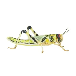 Peregrine Live Locust Pack Reptile Food Hot