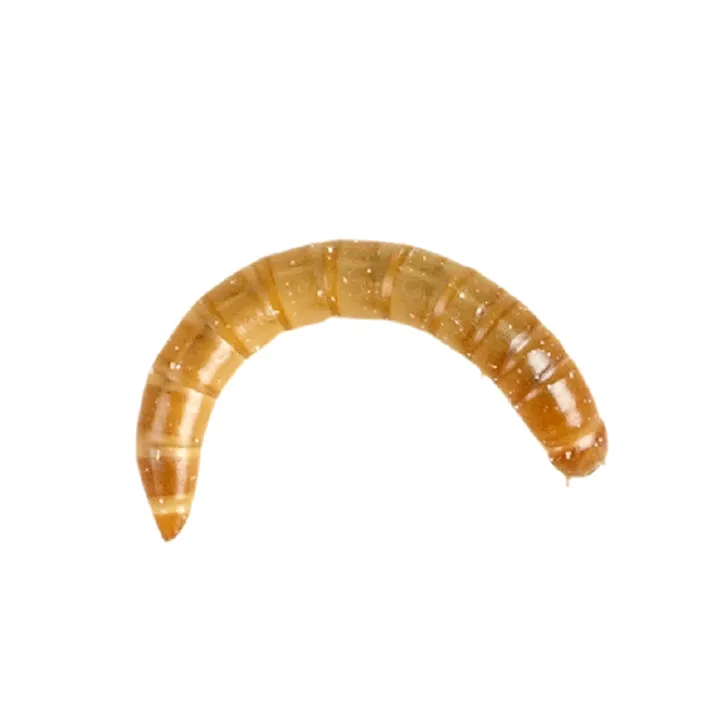 Peregrine Live Regular Mealworm Pack Reptile Food Fashion
