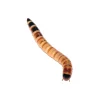 Peregrine Live Regular Morio Worms Pack Reptile Food Fashion