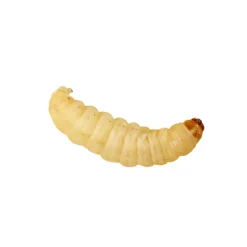 Peregrine Live Standard Waxworms Pack Reptile Food Hot