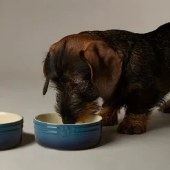 Scruffs Ombre Pet Bowl Blue 13cm Discount