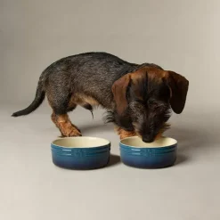 Scruffs Ombre Pet Bowl Blue 13cm Discount