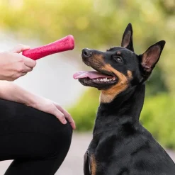 West Paw Drifty Hibiscus Dog Toy Fashion